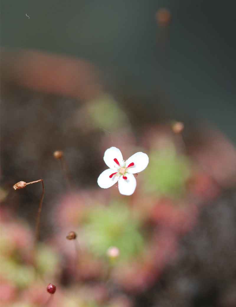 Drosera x lake badgerup (Drosera x badgerupii)