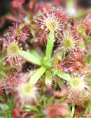 Drosera x lake badgerup (Drosera x badgerupii)
