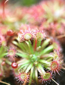 Drosera x lake badgerup (Drosera x badgerupii)