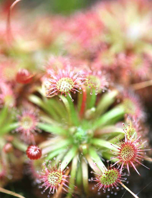 Drosera x lake badgerup (Drosera x badgerupii)