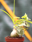 Duo - albuca bracteata et hedera helix variegata