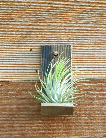 Support tillandsia en terre cuite