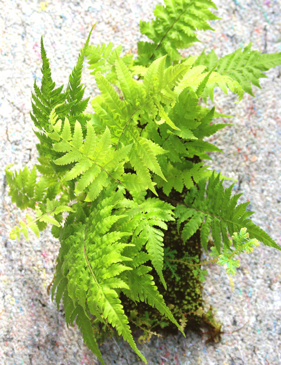 Plaque xaxim entière - fougères & selaginelle