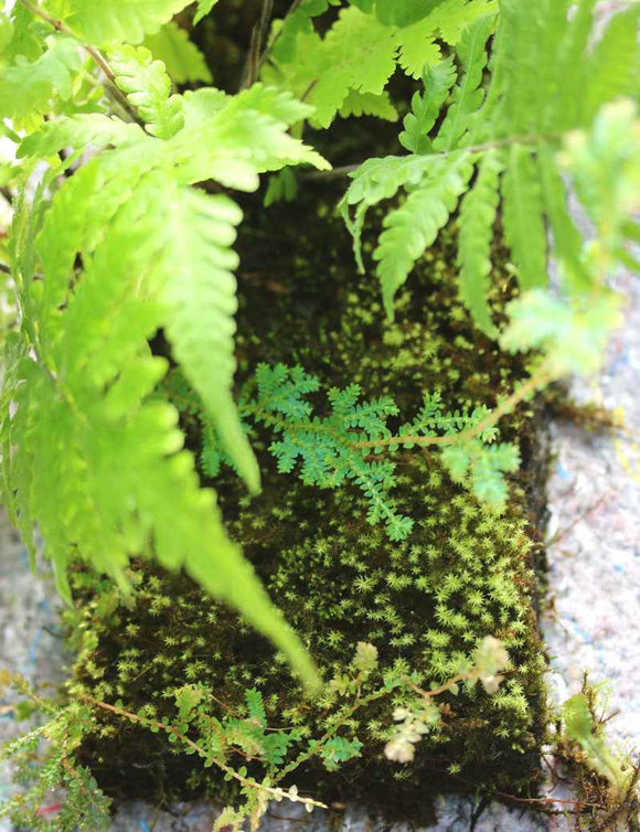 Plaque xaxim entière - Fougères & Selaginelle