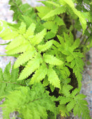 Plaque xaxim entière - fougères & selaginelle