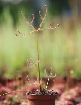Drosera binata var multifida extrema