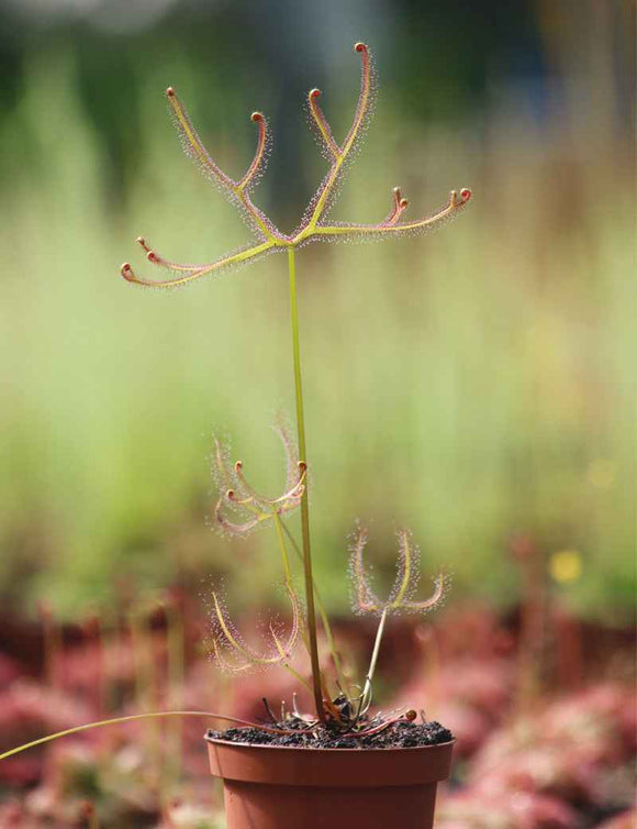 Drosera binata var multifida extrema
