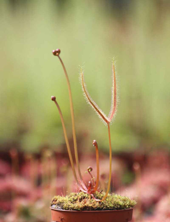 Drosera binata 'feuilles cuivrées'