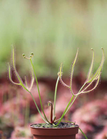 Drosera binata 'Marston Dragon'