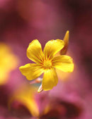 Oxalis vulcanicola