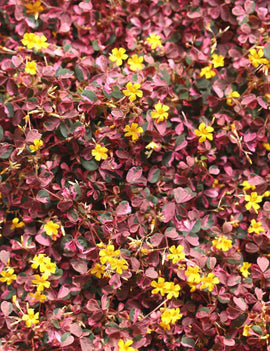 Oxalis vulcanicola