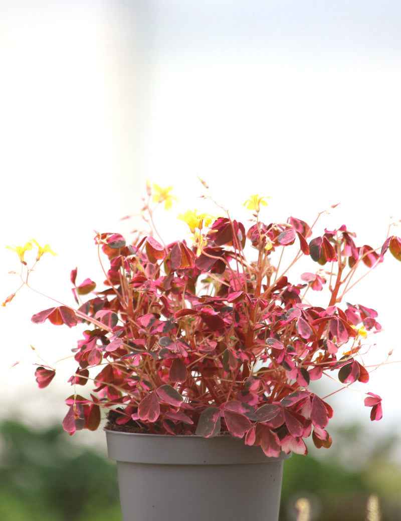 Oxalis vulcanicola