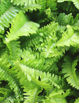 Nephrolepis cordifolia