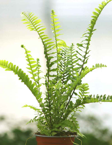 Nephrolepis cordifolia