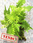 Plaque xaxim entière - Fougères & Selaginelle