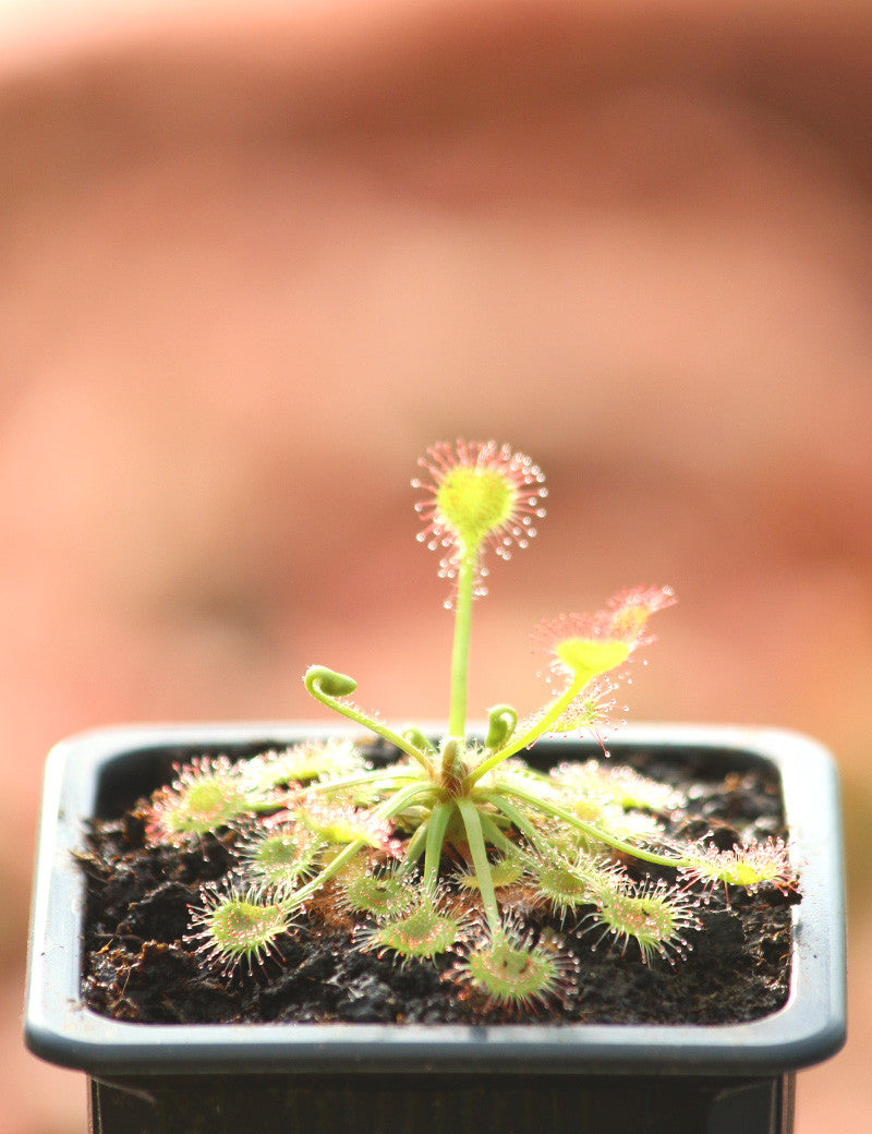 Drosera rotundifolia