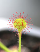 Drosera rotundifolia