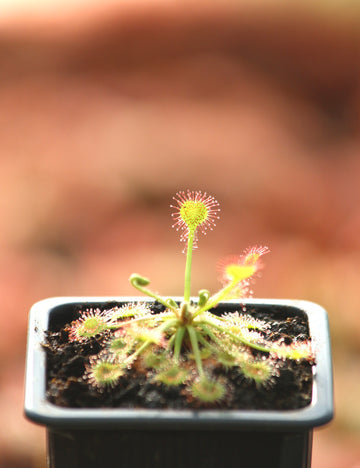 Drosera rotundifolia