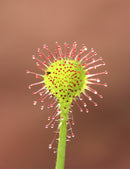 Drosera rotundifolia