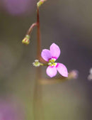 Stylidium debile