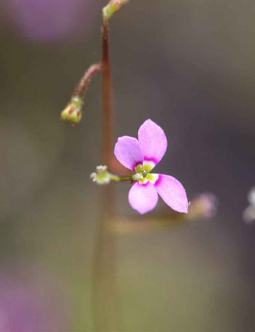 Stylidium debile