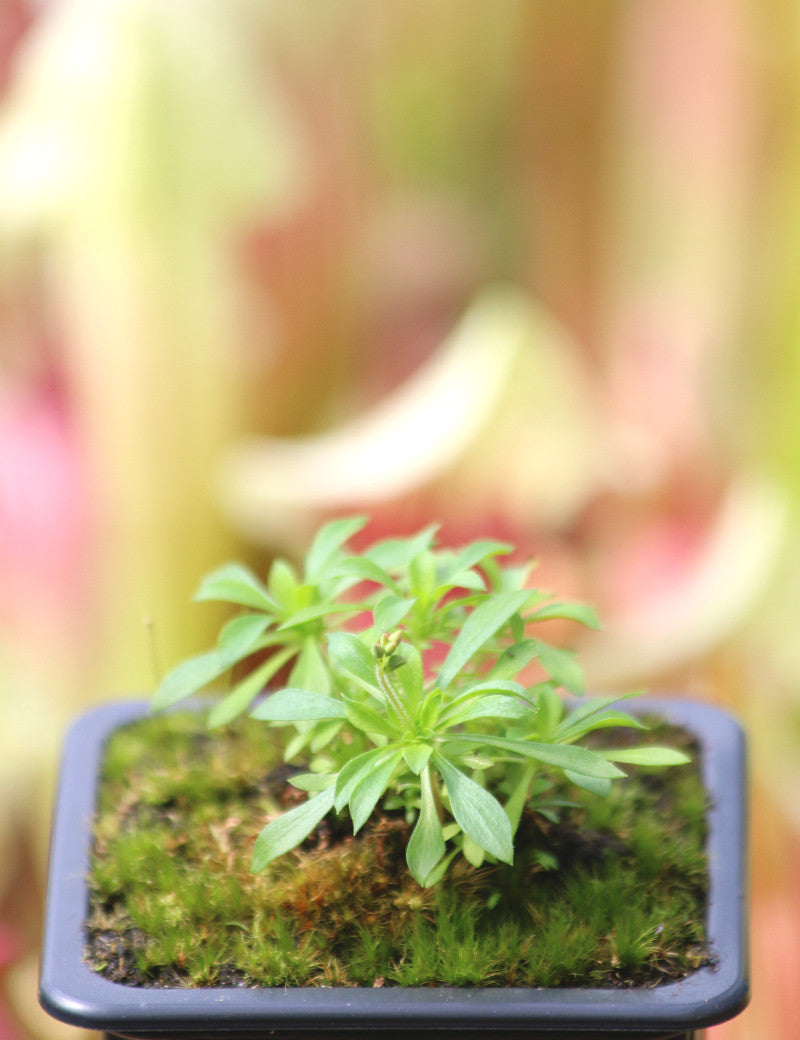 Stylidium irenae