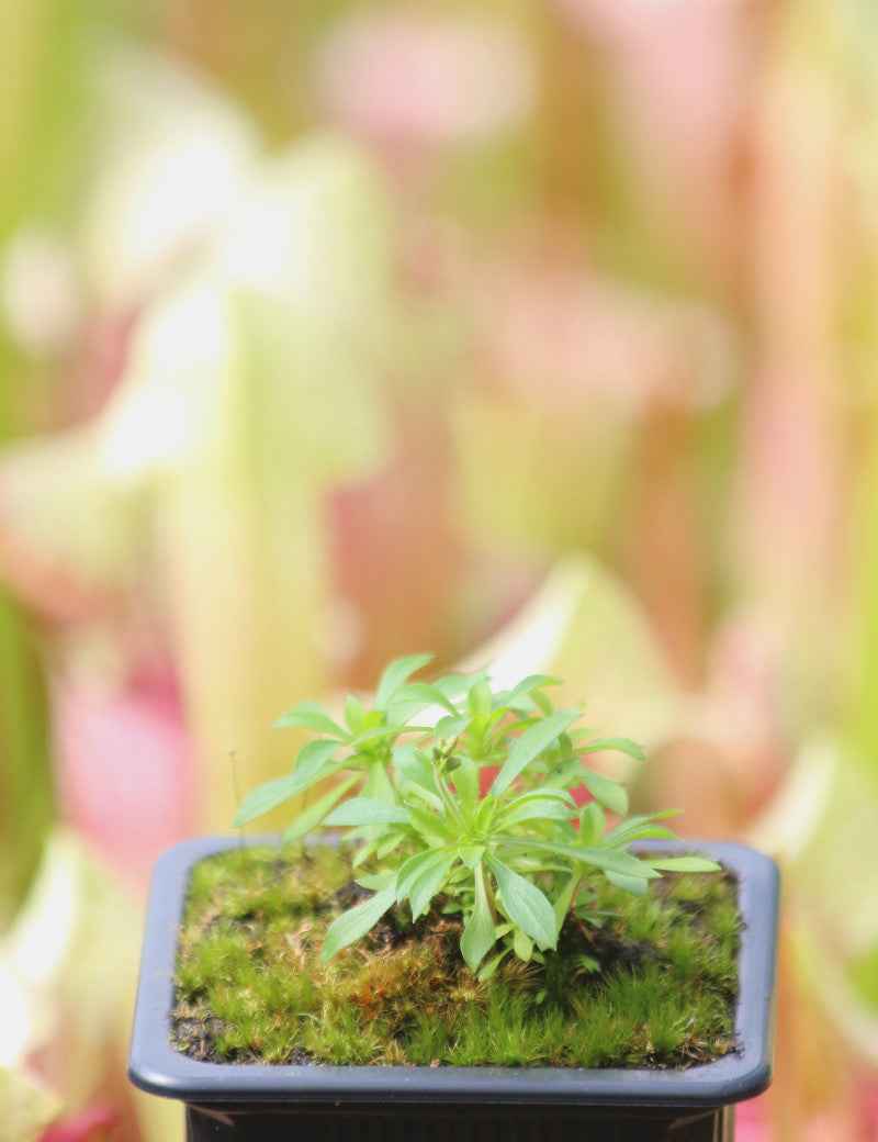 Stylidium adnatum