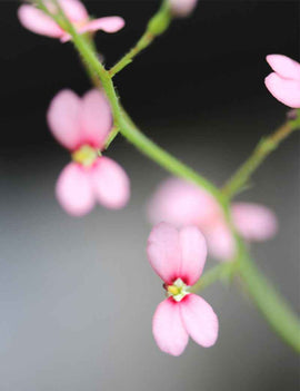 Stylidium irenae