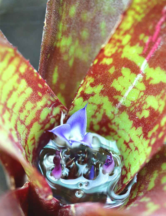 Neoregelia dartanion