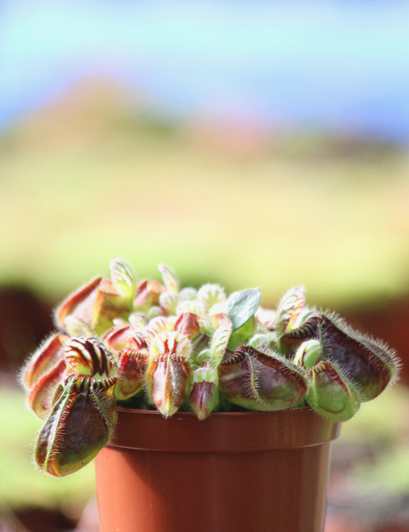 Product Image-2
