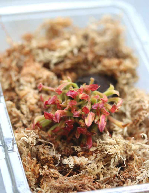 Heliamphora heterodoxa x Minor