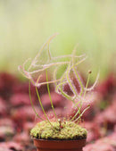 Drosera binata var. dichotoma