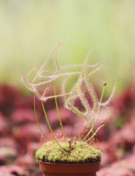Drosera binata var. dichotoma