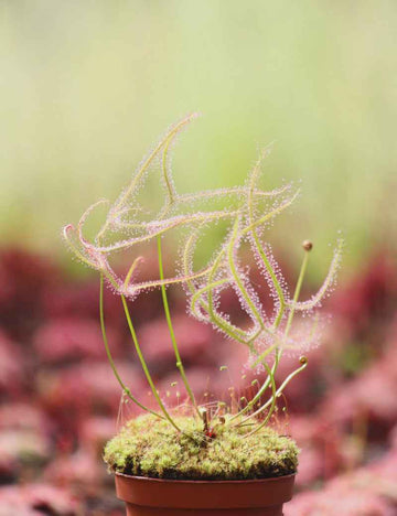 Drosera binata var. dichotoma