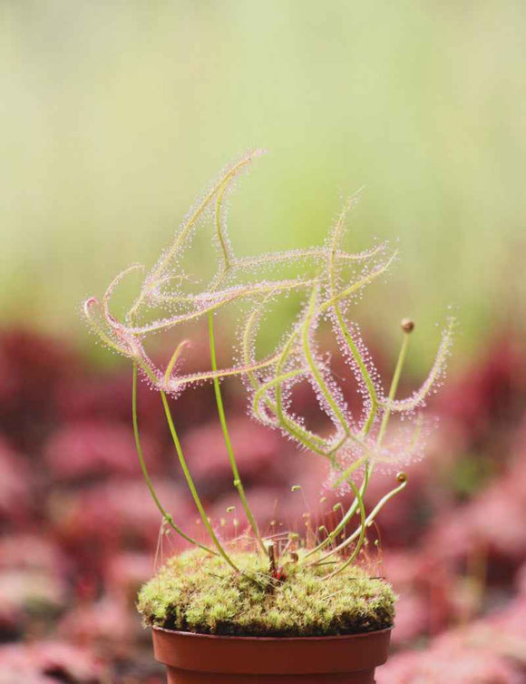 Drosera binata var. dichotoma