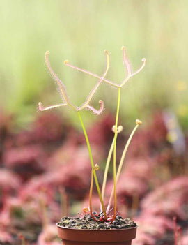 Drosera binata ghost