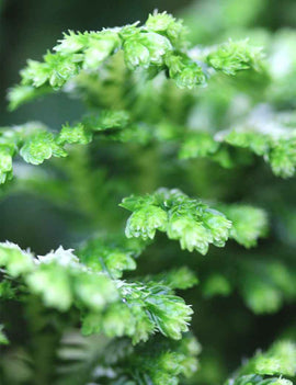 Selaginella jori