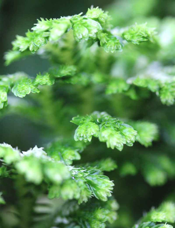 Selaginella jori