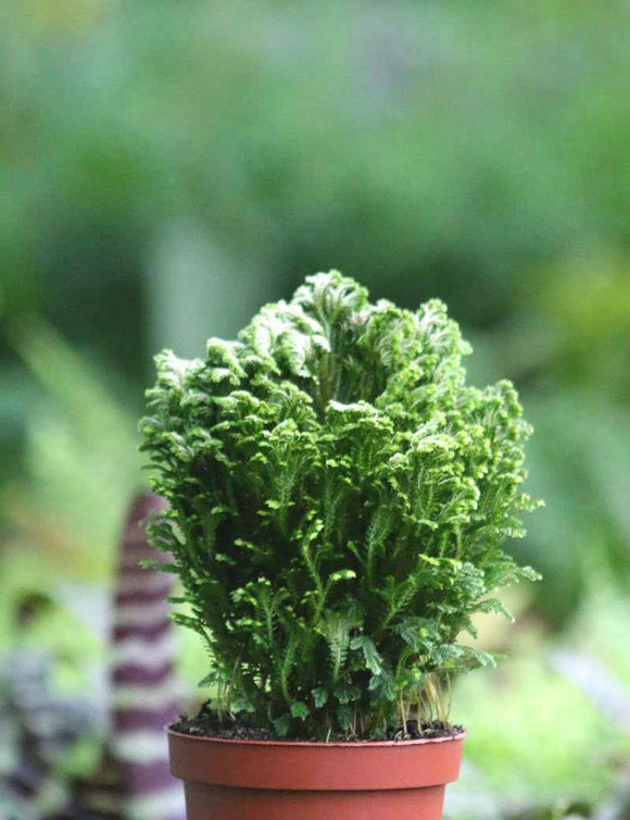 Selaginella jori