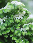 Selaginella jori