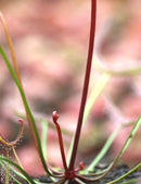 Drosera binata "tiges rouges"