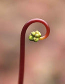 Drosera binata "tiges rouges"