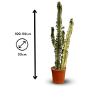 Euphorbia Eritrea Variégata 110 cm - clicktofournisseur.com