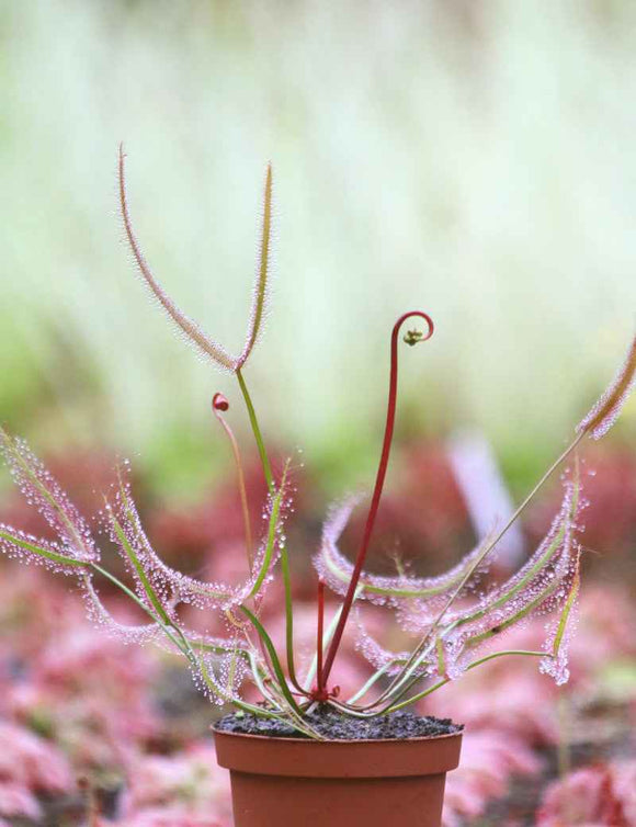 Drosera binata "tiges rouges"