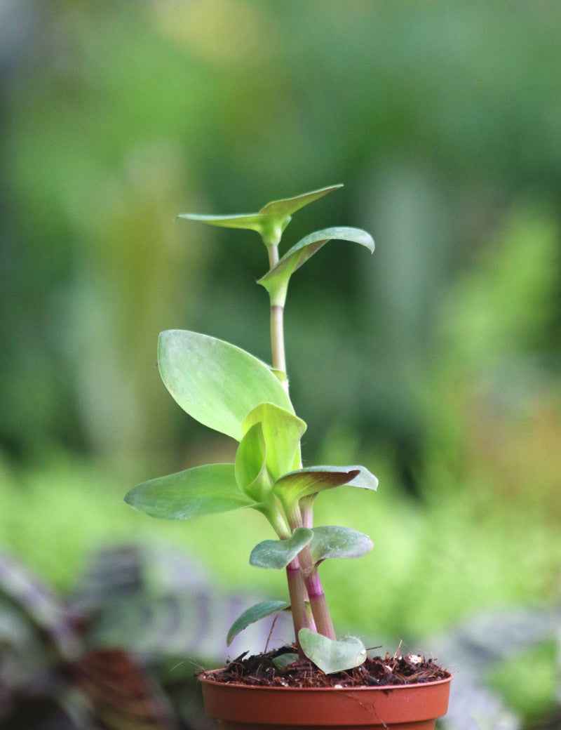 Tradescantia cerinthoides