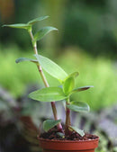 Tradescantia cerinthoides