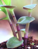 Tradescantia cerinthoides