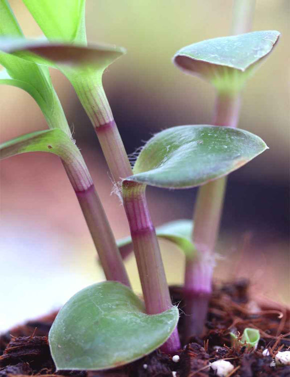 Tradescantia cerinthoides
