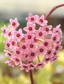 Hoya carnosa tricolor