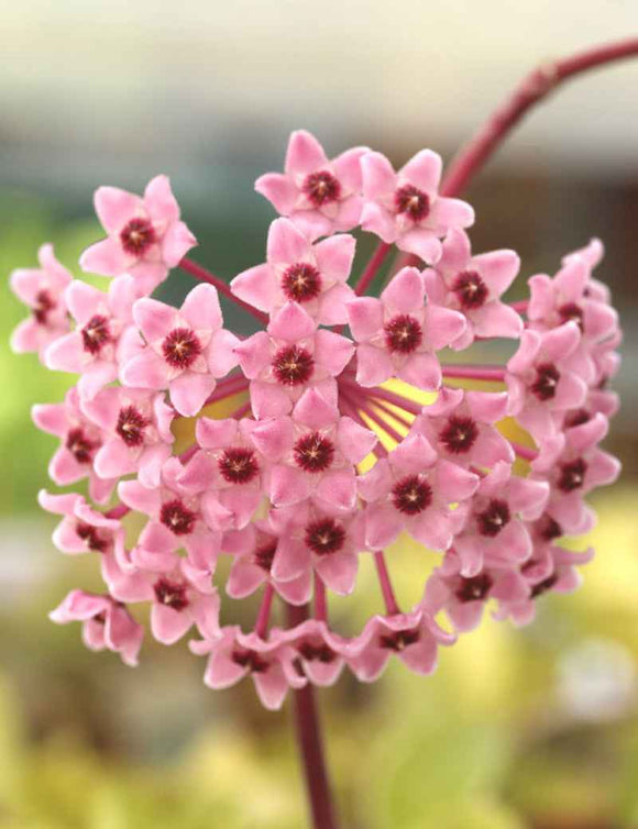 Hoya carnosa tricolor